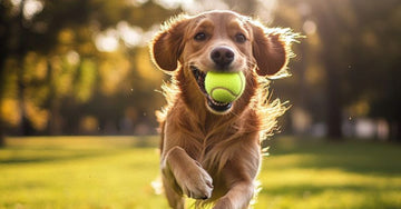 Healthy Habits for Happy Pets
