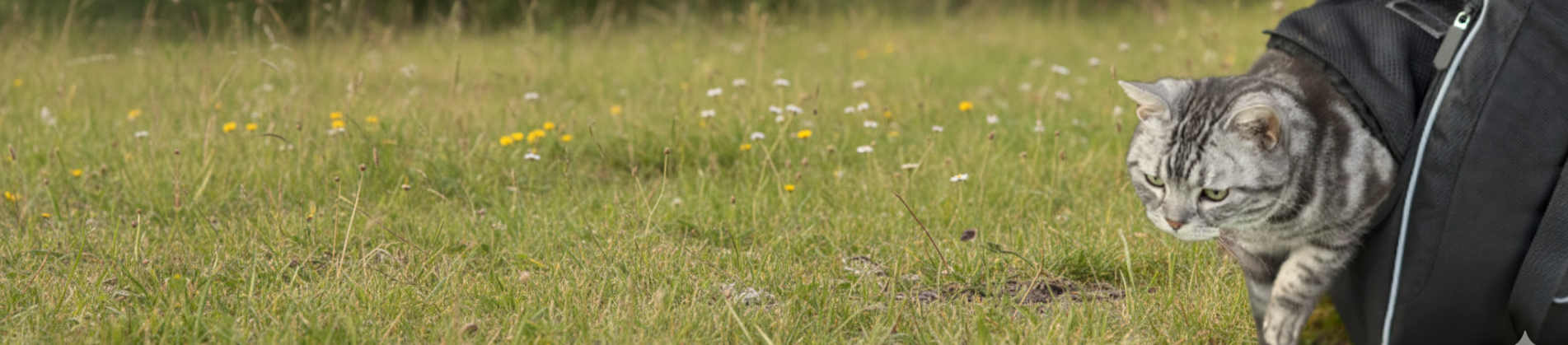 Cat wearing a black raincoat standing on grass with flowers