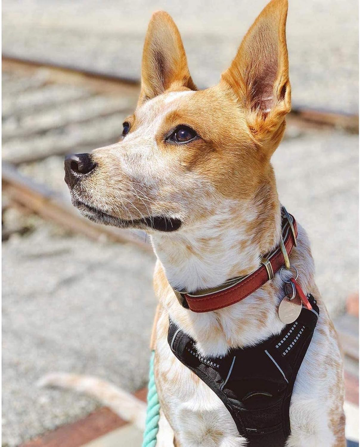 Dog Harness No Pull with 2 Leash Clips